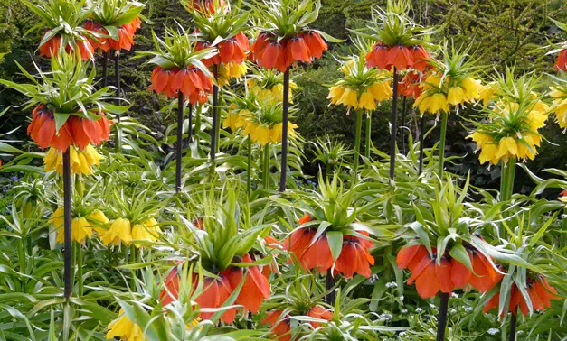 Touffes de fritillaires impériales orange en fleurs dans un massif printanier. bulbes de printemps