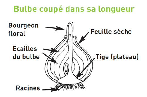 Schéma en noir et blanc montrant l’intérieur d’un bulbe coupé dans sa longueur avec les différentes parties étiquetées pour un exercice pédagogique de jardinage à l’école.