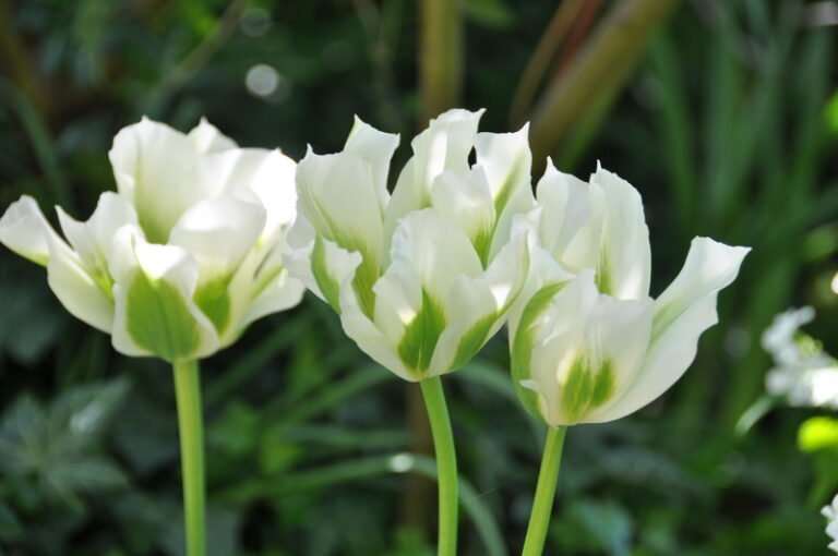 Groupe de tulipes viridiflora blanches striées de vert en pleine floraison. 