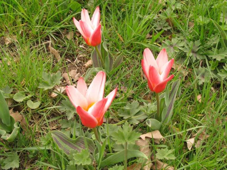 Touffes de tulipes Kaufmanniana bicolores en fleurs dans une pelouse.