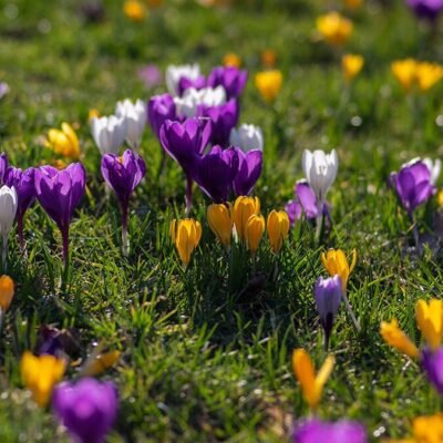 Touffes de crocus de différentes couleurs en fleurs dans une pelouse au début du printemps.