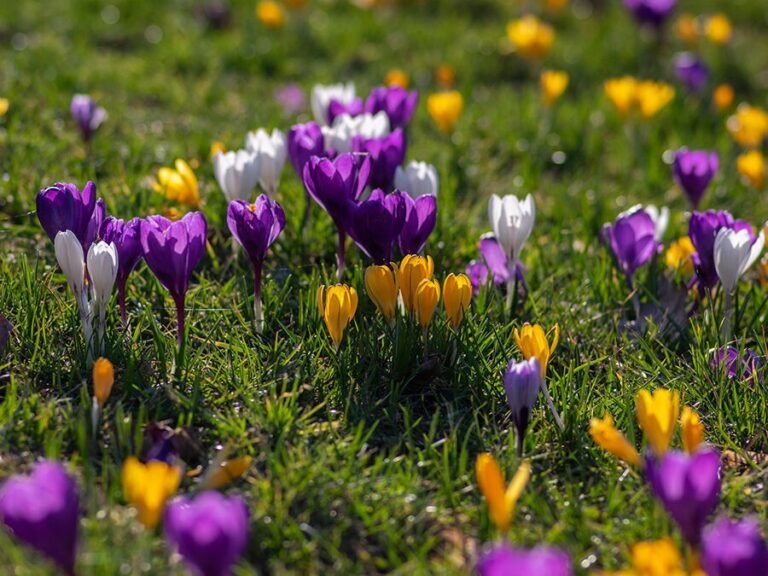Touffes de crocus de différentes couleurs en fleurs dans une pelouse au début du printemps.