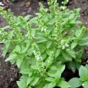 Graines de Vana Tulsi (basilic africain Ocimum gratissimum), plante décorative et fonctionnelle pour jardins urbains éco-responsables.