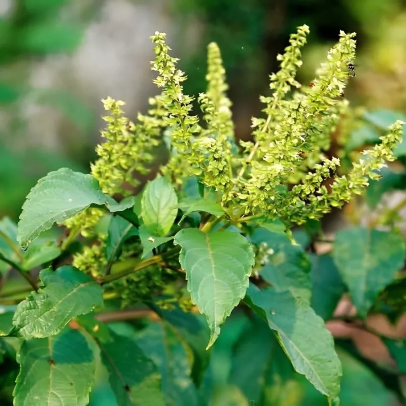 basilic africain (Ocimum gratissimum) pour jardinage urbain durable