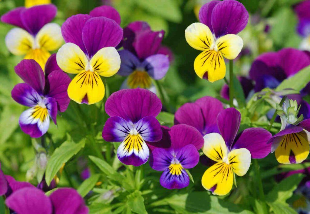 Pensées multicolores en fleur au jardin