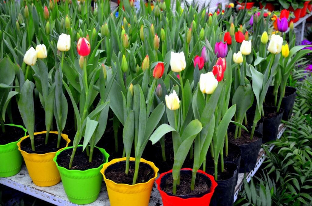 Tulipes multicolores en pots chez le pépiniériste