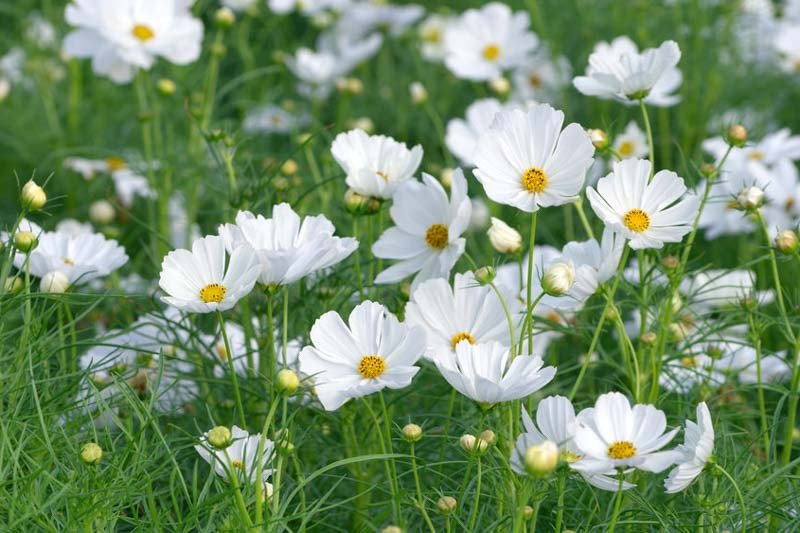 Cosmos bipinnatus ‘Sonata White’ en fleurs blanches simples avec cœur doré, au-dessus d’un feuillage vert finement découpé, en massif estival
