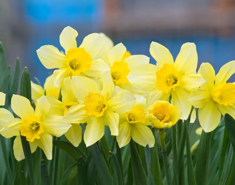 Bouquet de narcisses jaunes en fleur au jardin