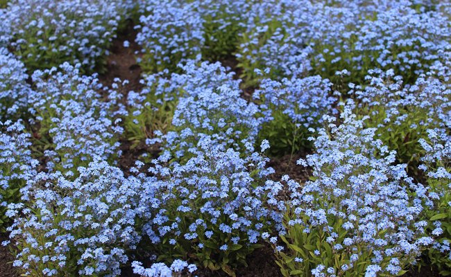Champ de myosotis bleus au printemps