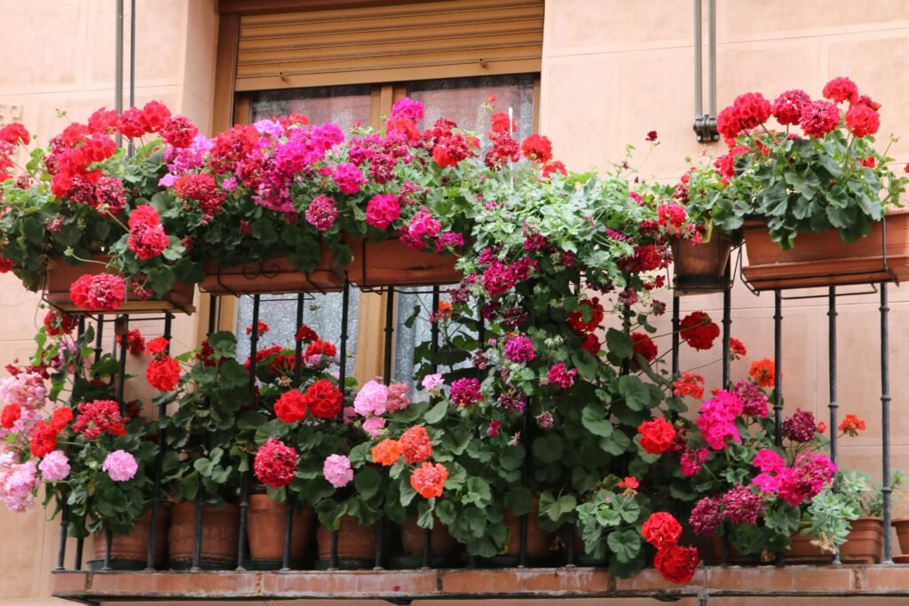 Géraniums pélargoniums rouges en pots sur balcon