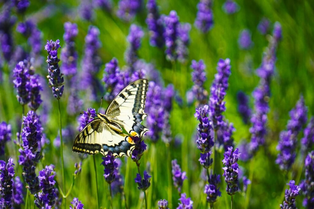 Machaon sur fleurs de lavande au jardin