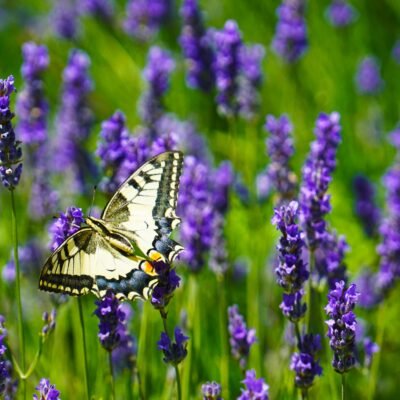 Machaon sur fleurs de lavande au jardin