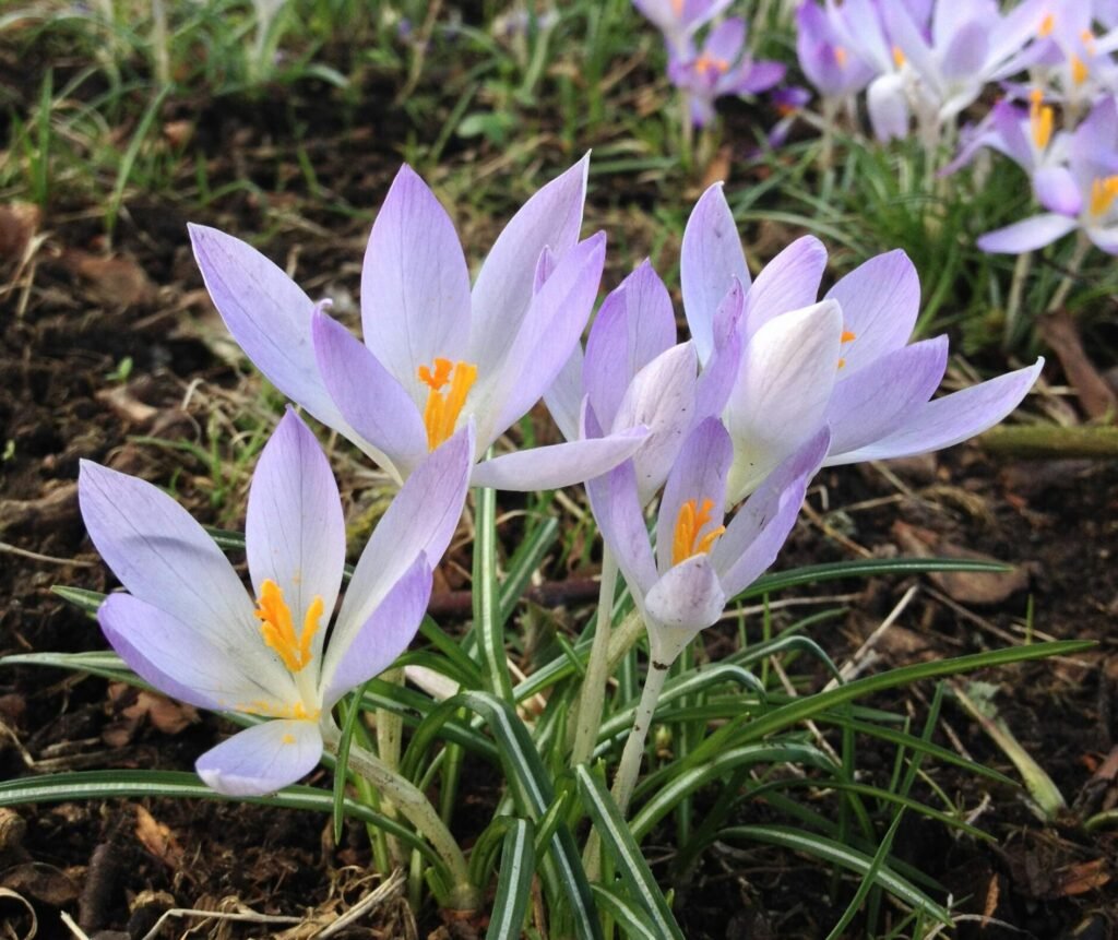 Champ de crocus violets en fleur au printemps