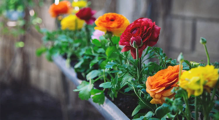 Renoncules multicolores en jardinière au jardin