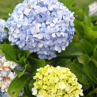 Deux hortensias bleu et jaune-vert dans un jardin