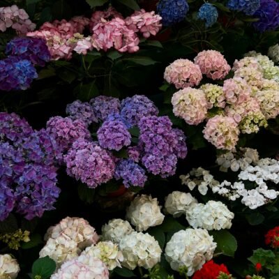 Bouquet d'hortensias multicolores blancs roses et mauves