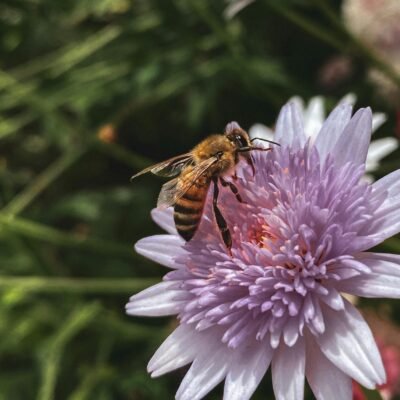 Abeille en train de butiner une fleur mauve pendant la pollinisation