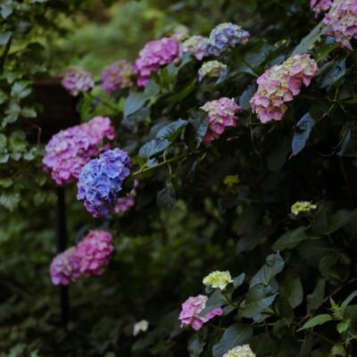 Hortensias violets et mauves en fleurs dans un jardin