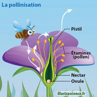 Schéma simplifié de la pollinisation montrant une abeille transportant le pollen d’une fleur vers le pistil et les différentes parties de la fleur légendées.