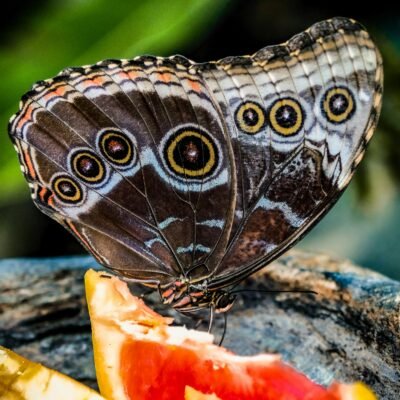 Papillon posé sur des quartiers d’agrumes, un insecte pollinisateur qui se nourrit au jardin
