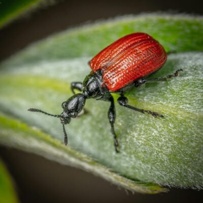 Petit coléoptère rouge sur une feuille verte, insecte du jardin parfois associé à la pollinisation